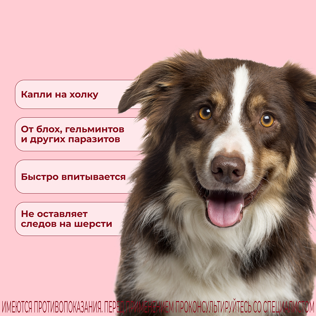 Selafort pentru câini (10,1 - 20 kg) pipetă 1 ml / 120 mg 1 buc