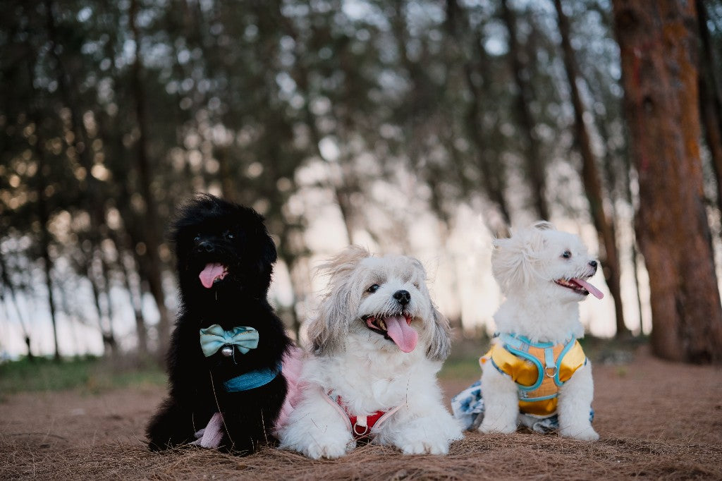 Three happy dogs in a forest