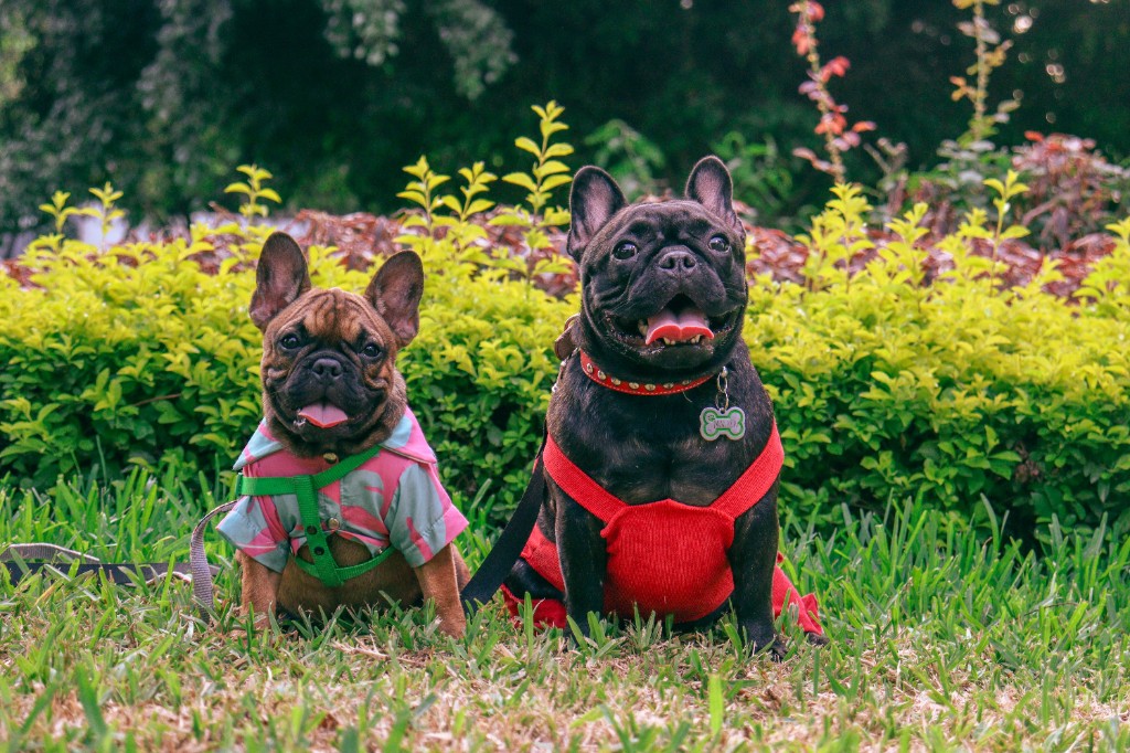 Two French bulldogs outdoors